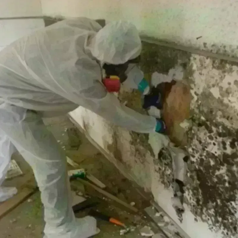 Mold Remediation and Removal in Kouts, IN